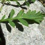 Scabiosa cinerea Leaf