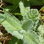 Teucrium scordium Blad