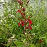 Lobelia cardinalisFloro