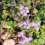 Ageratum houstonianum Flower