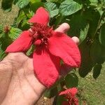 Mussaenda erythrophyllaफूल