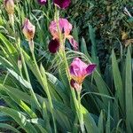 Iris × germanica Habit