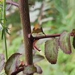 Prunus japonica 樹皮