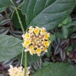 Lantana camara Cvet