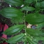 Polygonatum latifolium Deilen