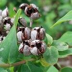 Hypericum × inodorum Fruit