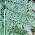 Dryopteris dilatata Blad