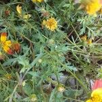 Bidens ferulifolia Levél