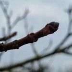 Populus × canescens Іншае
