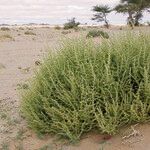 Salsola imbricata Habitus