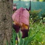 Iris × germanicaFlower