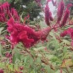 Celosia argenteaFlower