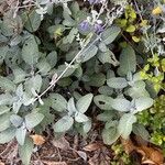 Salvia tomentosa Leaf