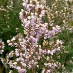 Erica erigena Floare