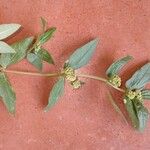 Euphorbia hirta Folha