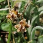 Plantago monosperma Frukt