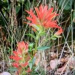 Castilleja miniata পাতা