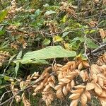 Flemingia strobilifera Leaf