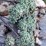Saxifraga caesia Likasa