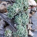 Saxifraga caesia Blatt