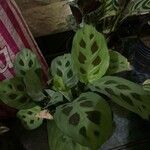 Maranta leuconeuraLeaf