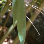 Schizostachyum glaucifolium पत्ता