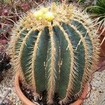 Ferocactus glaucescens Habitat