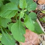 Carpesium abrotanoides Hoja
