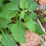 Carpesium abrotanoides Leaf