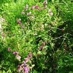 Silene dioica Habitat