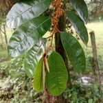 Chrysophyllum cainito Leaf