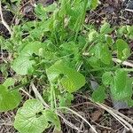 Thladiantha dubia Leaf