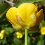 Ranunculus auricomus Flower