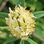 Trifolium ochroleucon फूल
