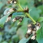 Solidago virgaureaFlower