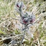 Cynoglossum magellense Flor