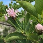 Dais cotinifolia Flor