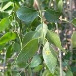 Salvadora persica Levél