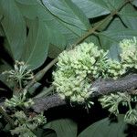 Inga fanchoniana Flower