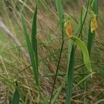 Lathyrus annuus Other