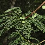 Phyllanthus physocarpus Hábito