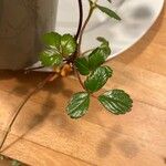 Fragaria chiloensis 葉