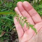 Senecio ampullaceus Leaf