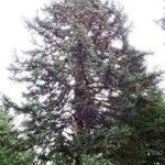 Abies numidica 其他