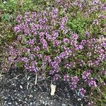 Thymus serpyllumКветка