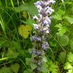 Ajuga reptansFlower