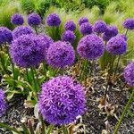 Allium nigrum Blodyn