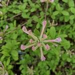 Rhododendron atlanticum Kvet