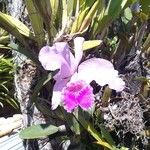 Cattleya trianae 花