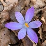 Crocus neapolitanus Fleur